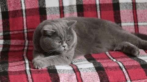 Is My Cat Overweight? A Practical Guide