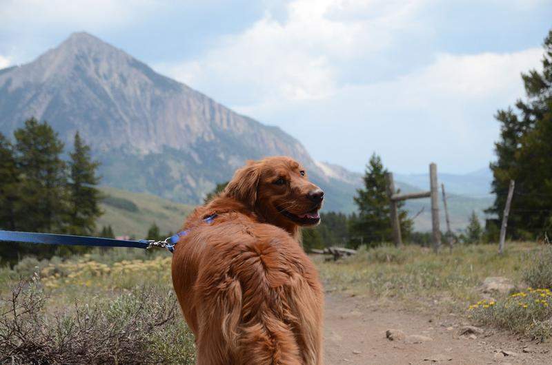 Denver High Altitude Dog Nutrition