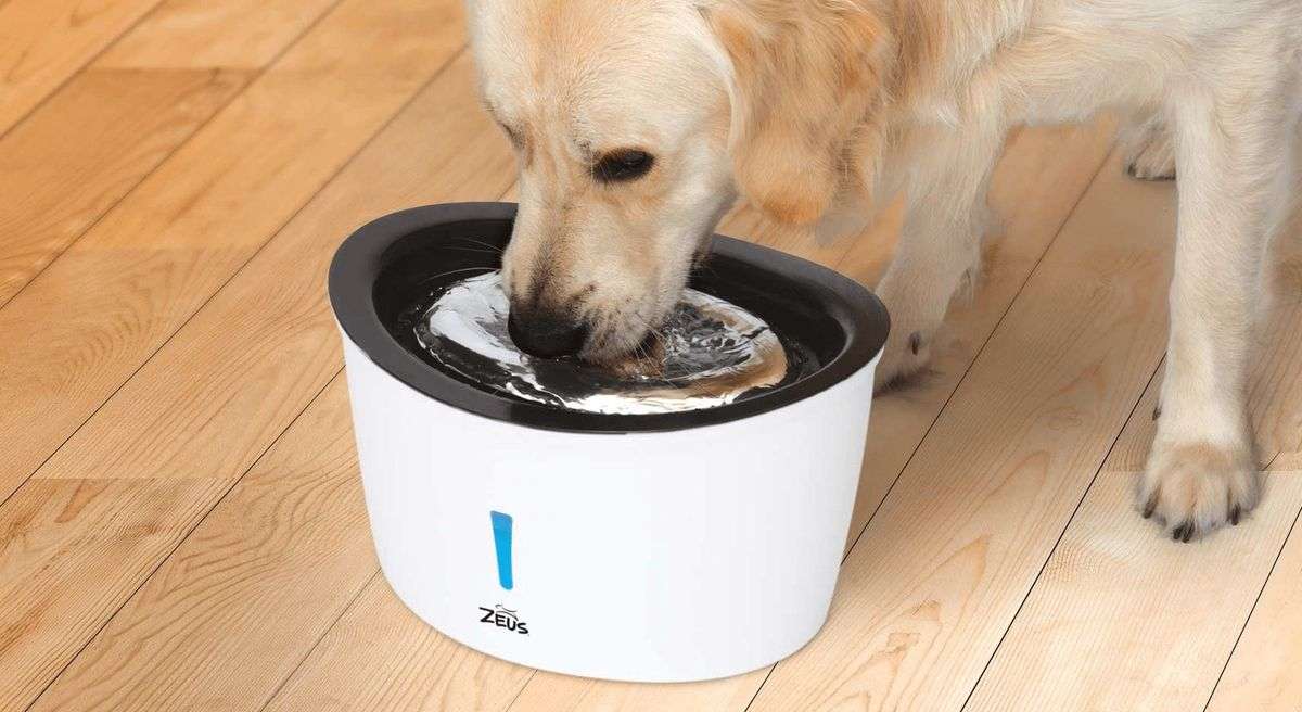 How Much Water Should My Dog Actually Drink? — PetCalCentral