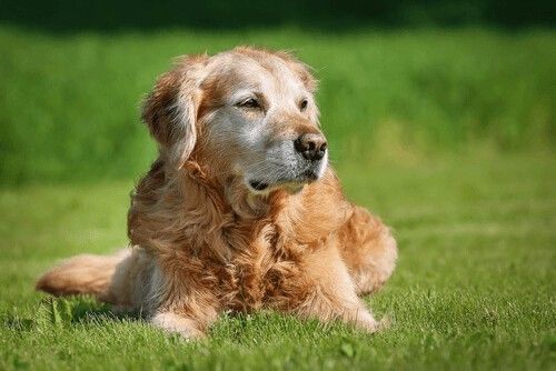 The Day I Realized 'Dog Years' Is a Lie — PetCalCentral