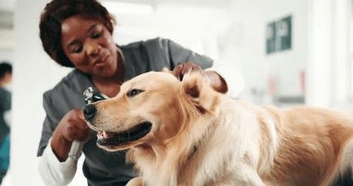 The Vet Said Gus Is Fat. I'm Still Processing. — PetCalCentral