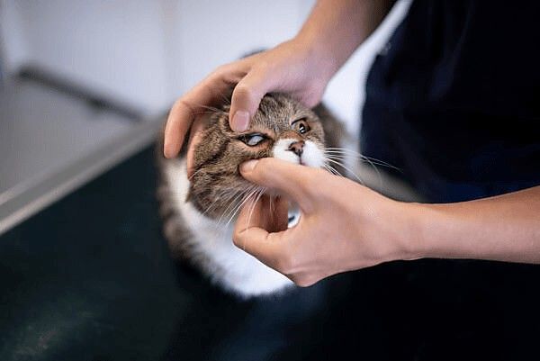 Mochi's First Vet Visit: What Hoarding Survivors Need — PetCalCentral