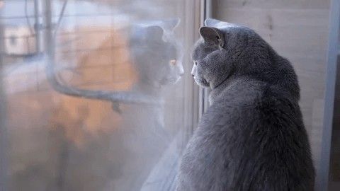 My Cat Is Fat
