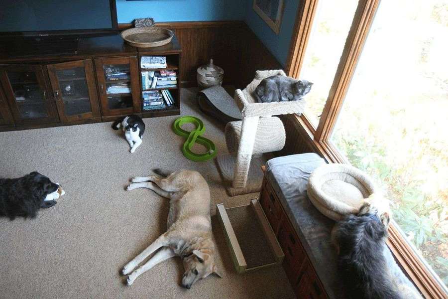 I Bought a Slow Feeder Bowl. Here's What Actually Happened. — PetCalCentral