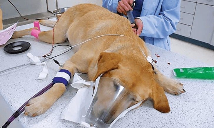 Phoenix Heat Pet Health Emergency