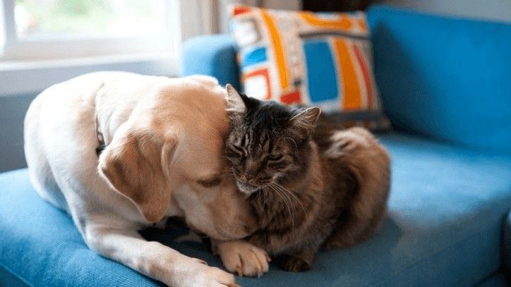 What I Wish I Knew Before Adopting a Second Pet — PetCalCentral