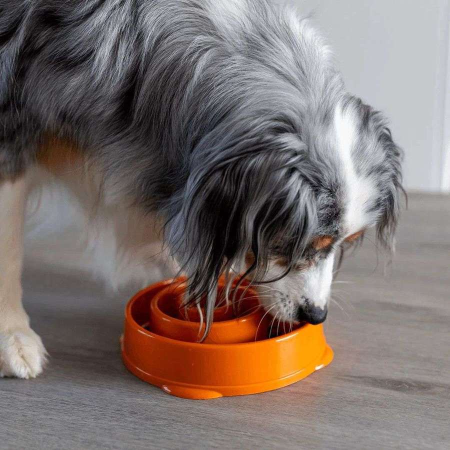 I Bought a Slow Feeder Bowl. Here's What Actually Happened.