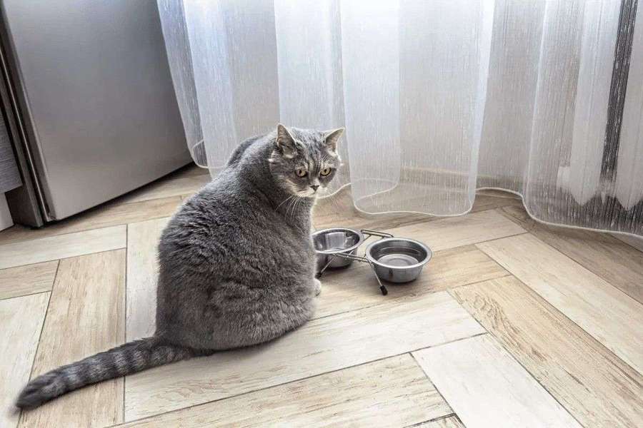 Why I Stopped Free-Feeding Mochi — PetCalCentral