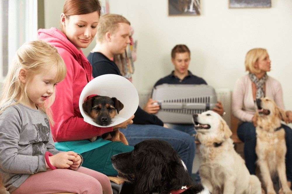 The Emergency Vet Bill That Emptied My Savings Account