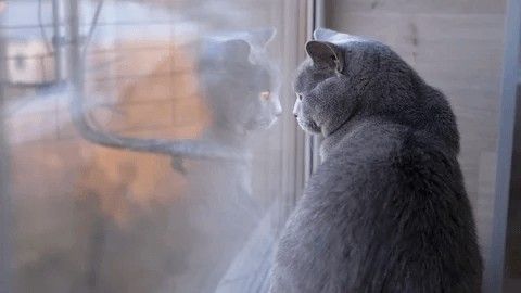 Should I Switch My Cat to Wet Food? I Did the Math. — PetCalCentral
